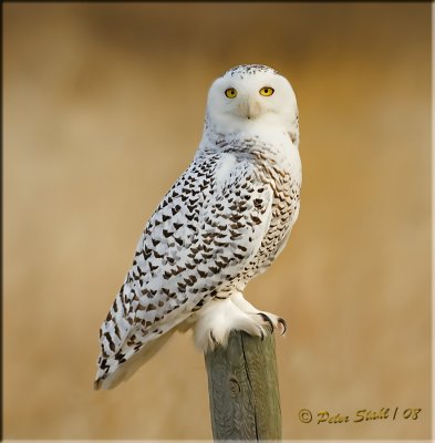 Snow-owl-fence-post-2jpg