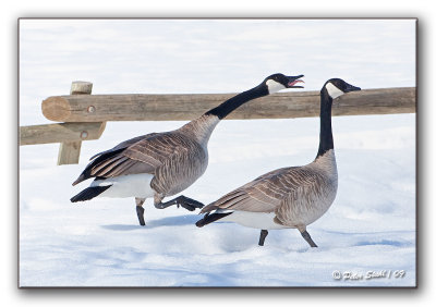 Canada-geese-spring-fever.jpg
