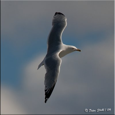 ring-billed-gull-flight.jpg