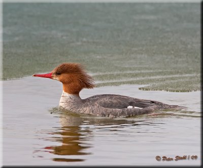 Common-Merganser female.jpg