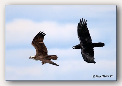 Osprey--Raven-Hot-pursuit.jpg