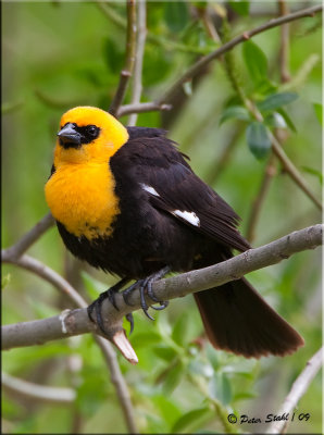 Yellow-headed-blackbird.jpg