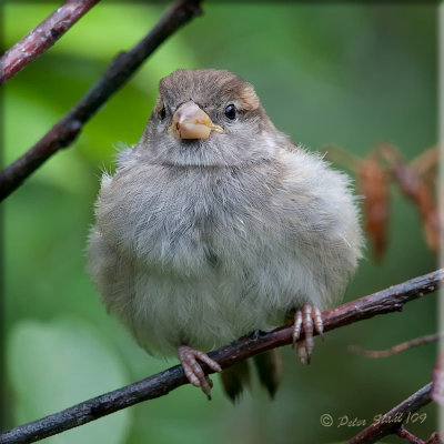 house-sparrow-baby.jpg