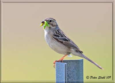 Clay-colored-sparrow.jpg