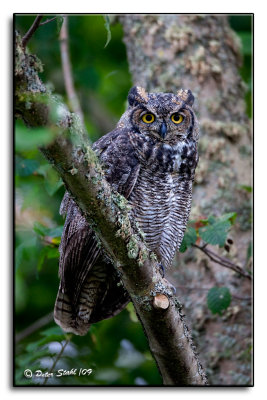 great-horned-owl-.jpg