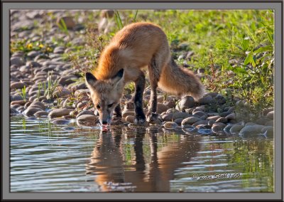 fox-5.jpg
