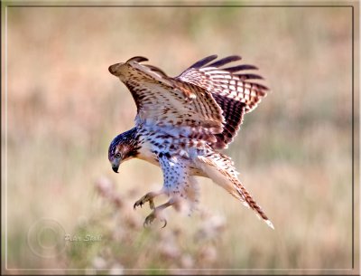 Redtail-landing.jpg