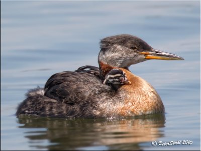 Red necked grebe  Baby.jpg