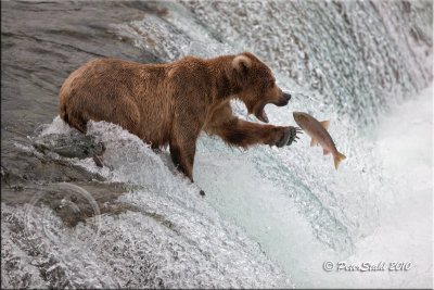 Alaska brown bear pbase.jpg