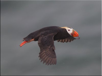 Tufted puffin flying in the rain.jpg