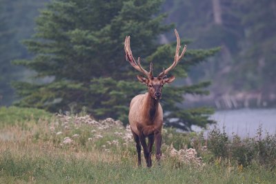 Wapiti Elk Jasper National Park.jpg