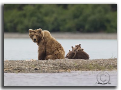 Alaska Brown  Bear.Mom with all four.jpg