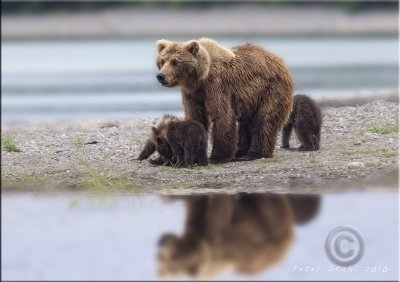 Bear reflection2.jpg