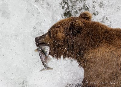 Alaska Brown Bear Snack.jpg