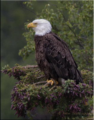 Bald Eagle Alaska.jpg
