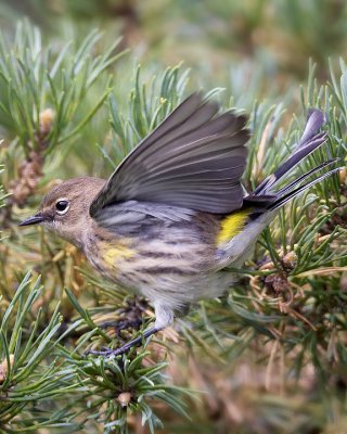 Yellow-rumped Warbler .jpg