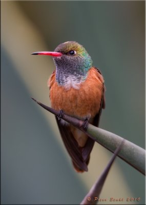 Amazonia Humming Bird.jpg