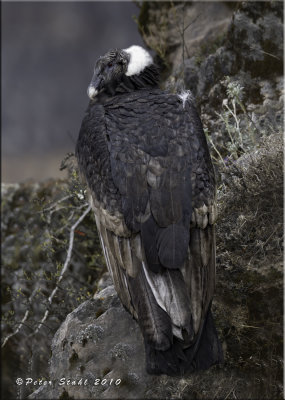 Andean Condor (female).jpg