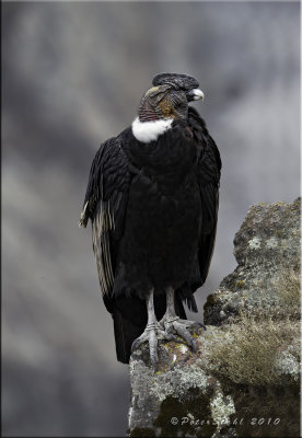 Andean Condor (male).jpg