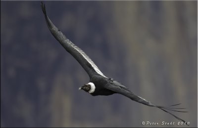 Andean Condor flying.jpg