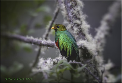 Golden Headed Quetzal.jpg