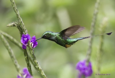 Booted Racket-tail hummer.jpg