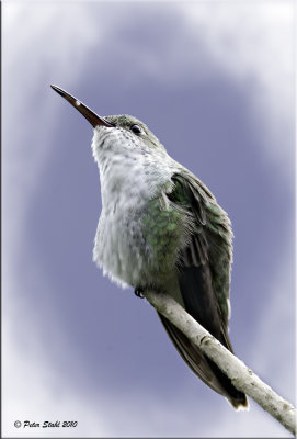 Green and White Hummingbird 1.jpg