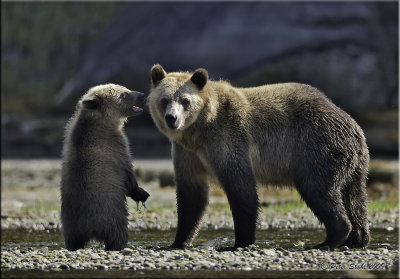 Baby grizz and mom.jpg