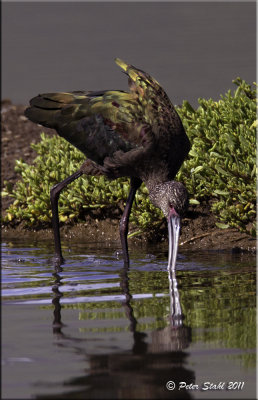 White-faced Ibis.jpg