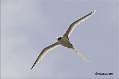 White-tailed tropicbird.jpg