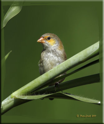 Oranged-checked Waxbill.jpg