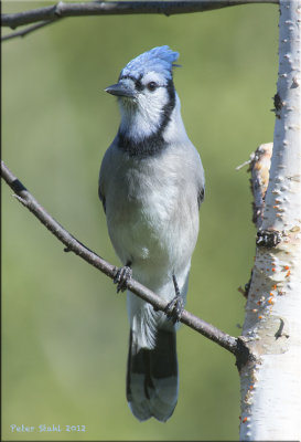 Bluejay.jpg & Chickadee