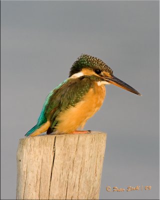 Female common Kingfisher.jpg