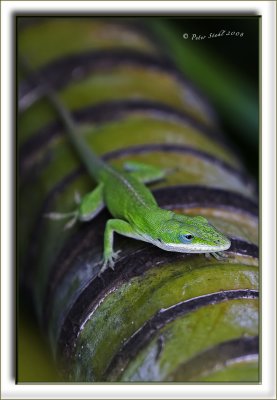 gecko climbing tree-Edit.jpg