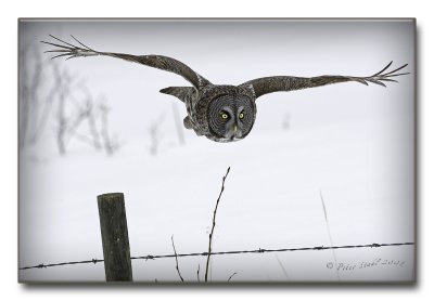 Great grey over the fence.jpg