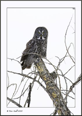 Owl framed.jpg