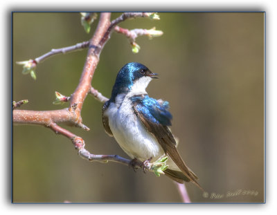 tree swallow.jpg