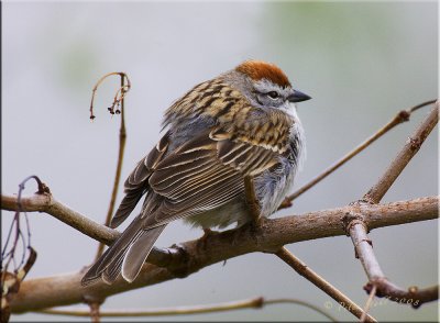 Chipping sparrow.jpg