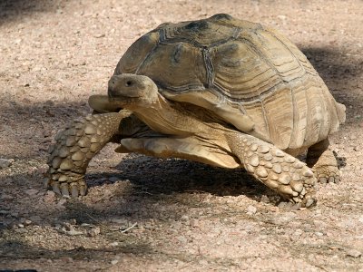 Tortoise 01.jpg