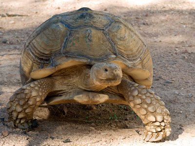 Tortoise 02.jpg