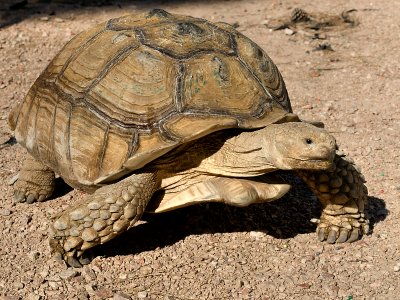 Tortoise 03.jpg