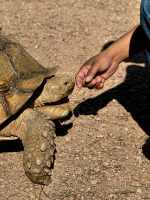 Tortoise 04.jpg