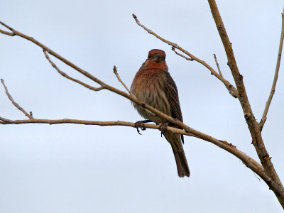 House Finch 02 cropped.jpg