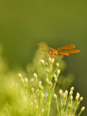 Mexican Amberwing 01 cropped.jpg