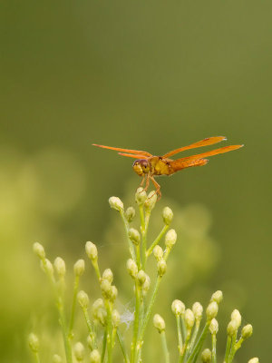 Mexican Amberwing 02 cropped.jpg