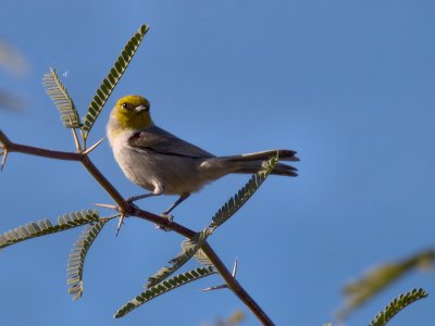 Verdin 01 cropped.jpg