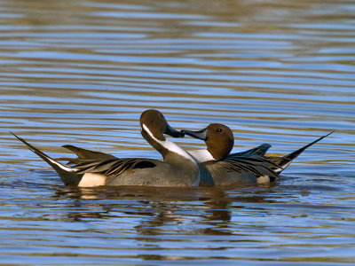ducks