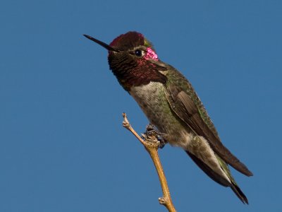 hummingbirds