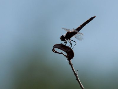 DBG 10_16_10 468.jpg