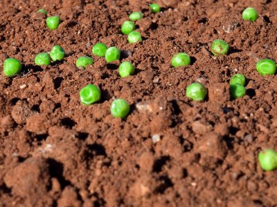 Peas On Earth 02.jpg